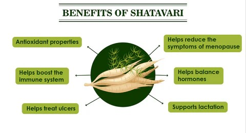 Harnessing the Power of Shatavari: Nature's Ayurvedic Wonder