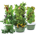 Aeroponic Vertical Garden