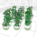 Aeroponic Vertical Garden