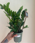 ZZ Plant, Live Indoor Houseplant