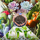 Organic Potting Soil, Cactus and Succulent Soil Mix, Professional Grower Mix Soil, Fast Draining Pre-Mixed Coarse Blend (2 Quarts)