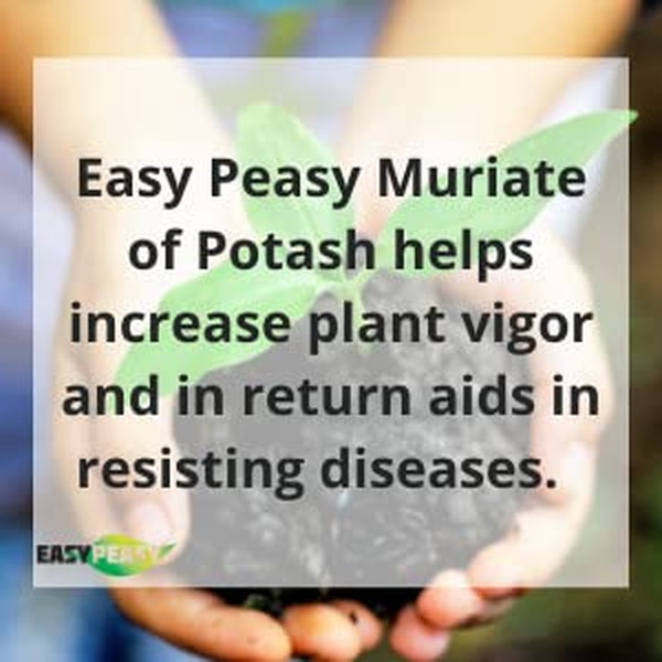 Easy Peasy All- Natural Muriate of Potash | Potassium Fertilizer with 0-0-60 Analysis Plant Food for All Indoor and Outdoor Plants Nutrient Yards in GRANULAR Form