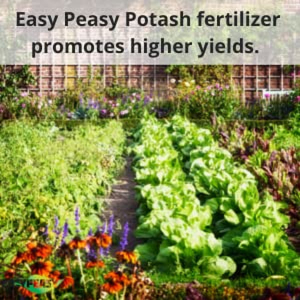 Easy Peasy All- Natural Muriate of Potash | Potassium Fertilizer with 0-0-60 Analysis Plant Food for All Indoor and Outdoor Plants Nutrient Yards in GRANULAR Form