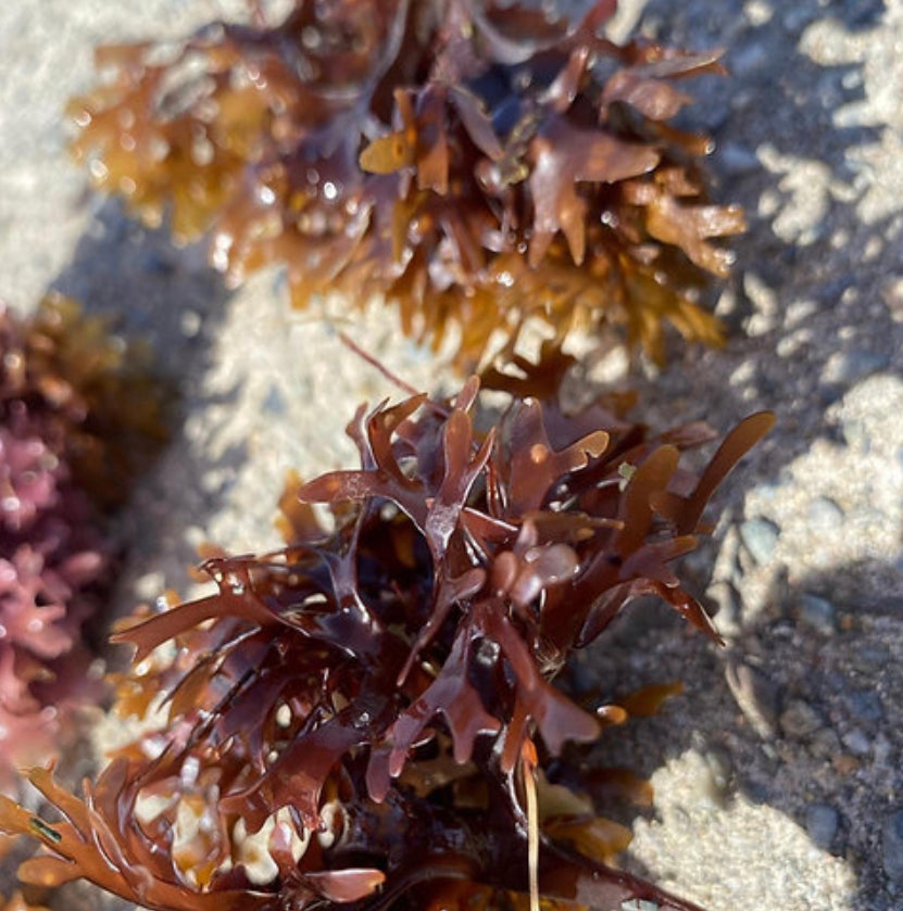 Wildcrafted Sea Moss Gel