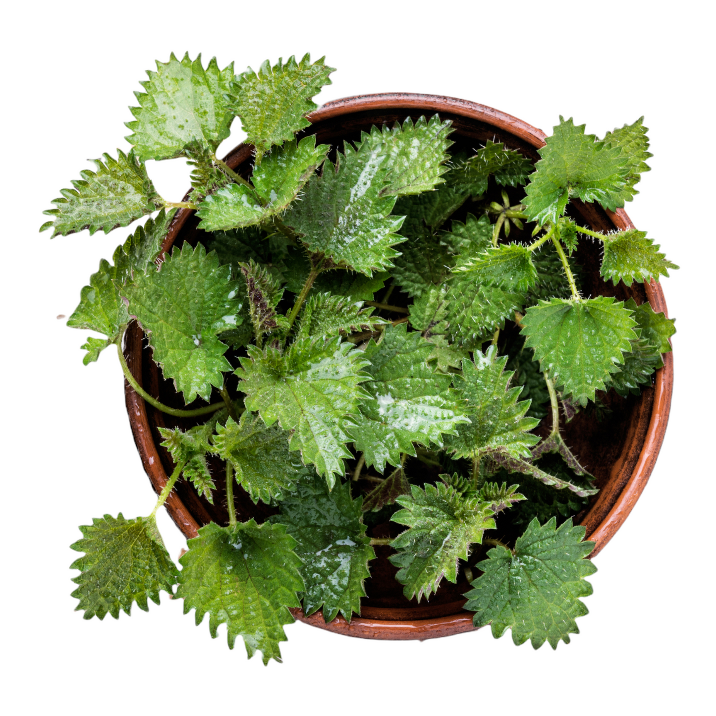 Organic Nettle Leaf